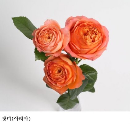 [한국농어민뉴스] 장미·국화 신품종 농가 실증. 20일까지 참여 모집