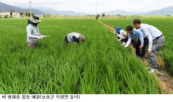 전남광주농기원, 벼 도열병 위기단계 '주의' 격상…7월20일~8월15일 집중 방제 총력
