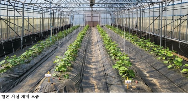 봄재배 멜론 정식 후 초기 생육 관리 중요